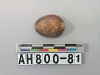 藏品(貝類)的圖片